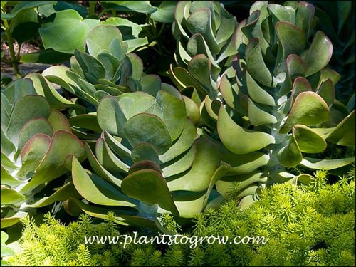 Kalanchoe growing behind Sedum Angelonia
